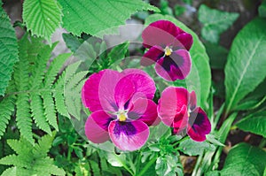 Pansy flowers, close up. Viola tricolor, with pink red yellow petals. Colorful garden pansy blossoms.