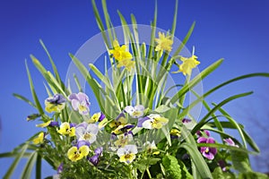 pansy flowers daffodils blue sky