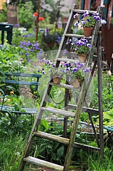 Pansy flowers decorated on an old wooden ladder in the garden