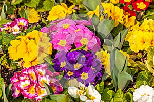 Pansy flowers in the garden