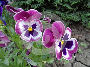 Pansy Flowers in the garden