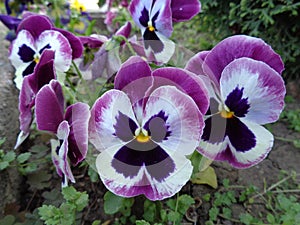 Pansy Flowers in the garden