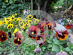 Pansy Flowers in the garden