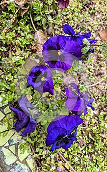 Pansy Flowers in the garden