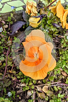 Pansy Flowers in the garden