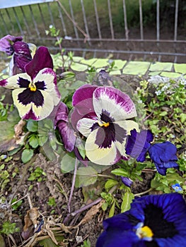 Pansy Flowers in the garden
