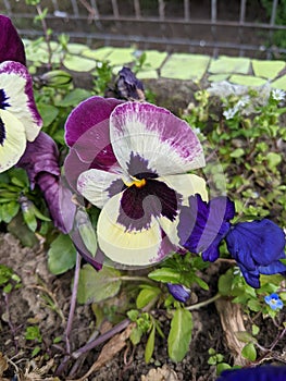 Pansy Flowers in the garden