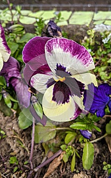 Pansy Flowers in the garden