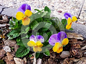 Pansy Flowers Heartsease Viola tricolor in the garden