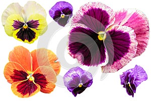 Pansy flowers isolated on white background. Viola tricolor red blue yellow macro closeup