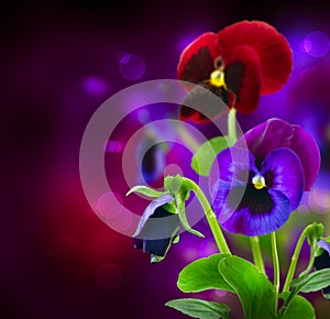 Pansy Flowers over Black