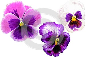 Pansy flowers set isolated on white background. Viola tricolor red blue yellow macro closeup