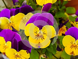 Pansy flowers, spring feeling