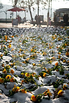 Pansy flowers surprised with first snow in the city