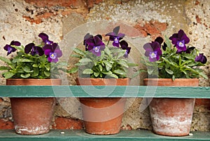 Pansy flowers in three old terracotta pots photo
