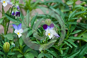 Pansy Flowers, Viola x wittrockiana. photo