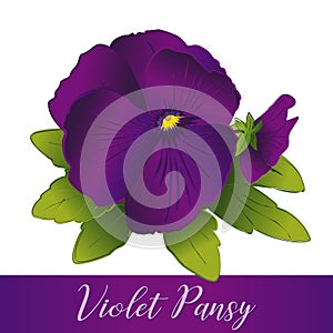 Pansy Flowers, Violet