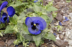 Pansy Flowers vivid blue spring colors against a lush green background.