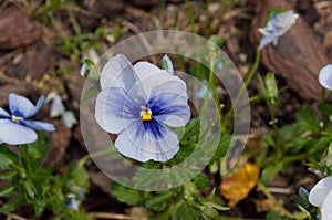 Pansy Flowers vivid blue spring colors against a lush green background.