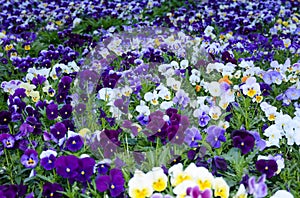 Pansy Flowers vivid blue, yellow spring colors against a lush green background.