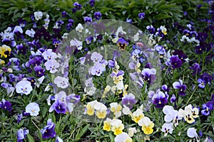 Pansy Flowers vivid blue, yellow spring colors against a lush green background.