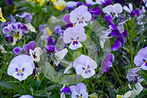 Pansy Flowers vivid blue, yellow spring colors against a lush green background.