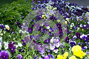 Pansy Flowers vivid blue, yellow spring colors against a lush green background.