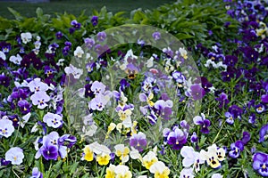 Pansy Flowers vivid blue, yellow spring colors against a lush green background.