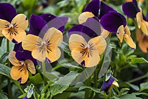 Pansy Flowers vivid orange and purple spring colors. Macro images of flower faces. Pansies in the garden