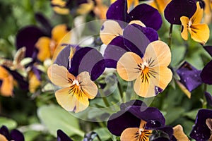 Pansy Flowers vivid orange and purple spring colors. Macro images of flower faces. Pansies in the garden