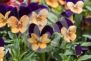 Pansy Flowers vivid orange and purple spring colors. Macro images of flower faces. Pansies in the garden