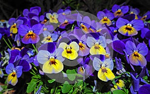 Pansy Flowers vivid yellow-blue spring colors against a lush green background. Macro images of flower pansies in the garden