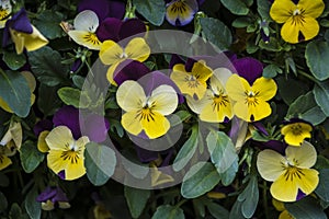 Pansy Flowers vivid yellow and purple spring colors. Macro images of flower faces. Pansies in the garden