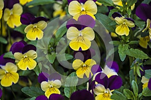 Pansy Flowers vivid yellow and purple spring colors. Macro images of flower faces. Pansies in the garden