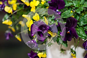 Pansy Flowers with Water Droplets
