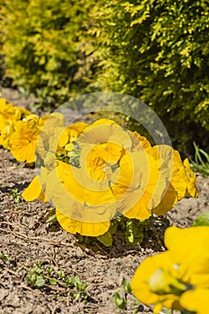 Pansy (garden pansy, Viola tricolor var. Hortensis, Viola Ã—wittrockiana Gams)