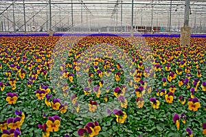 Pansy in greenhouse