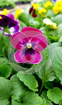Pansy growing at the Cherry greenhouse