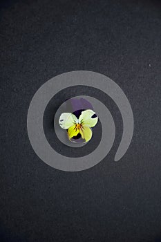 Pansy isolated on a black background.