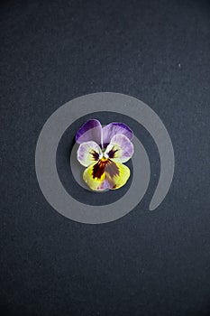 Pansy isolated on a black background. Vertical view.