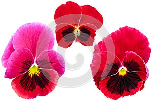 Pansy isolated on white background. Viola tricolor red blue yellow macro closeup