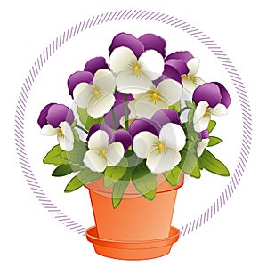 Pansy Johnny Jump Ups in a Flowerpot