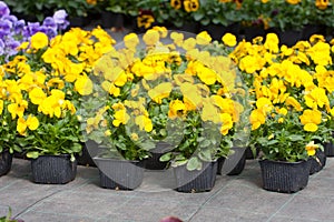 Pansy nursery pots