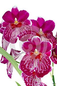 Pansy Orchid - Miltonia Lawless photo