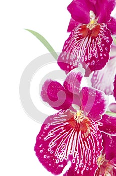 Pansy Orchid - Miltonia Lawless photo