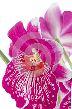 Pansy Orchid - Miltonia Lawless Falls photo
