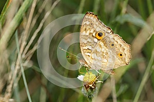 Pansy peacock butterfly on flower