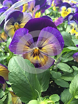 Pansy Perfect