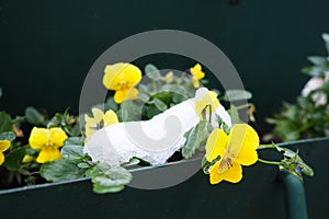 Pansy plant with leaves and yellow flowers under fresh white snow. A snowdrift in a flower bed or in a flower box