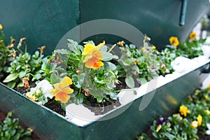 Pansy plant with leaves and yellow orange flowers under fresh white snow. A snowdrift in a flower bed or in a flower box